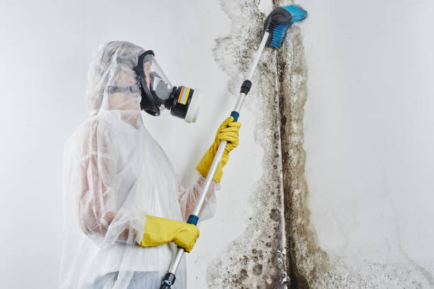 Best Affordable Mold Removal  in Rossville, KS