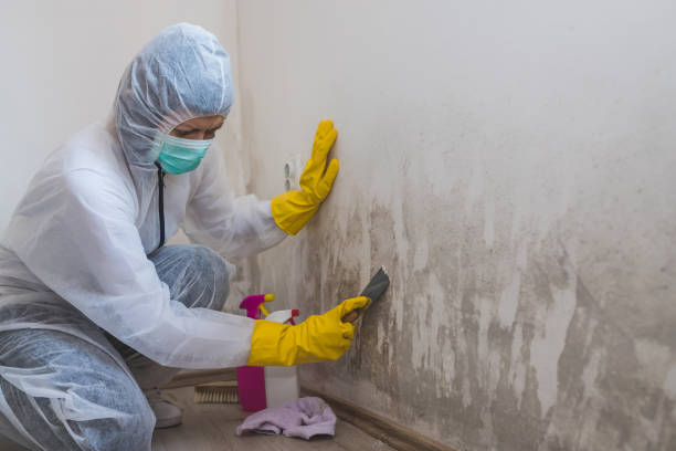 Mold Removal Process in Rossville, KS