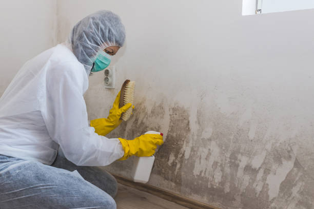 Best Attic Mold Removal  in Rossville, KS