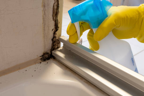 Best Mold Removal Company Near Me  in Rossville, KS