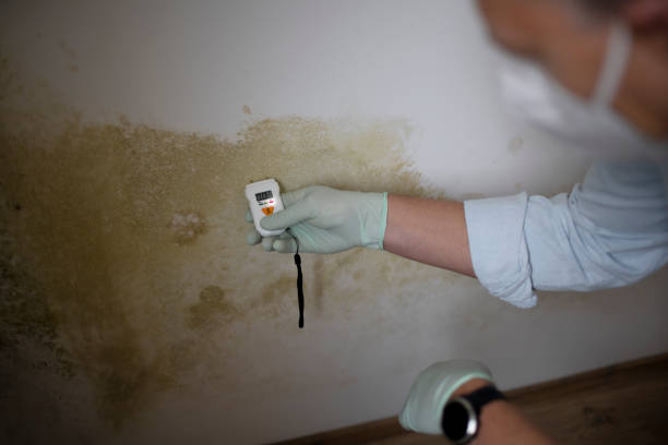Best Mold Remediation  in Rossville, KS