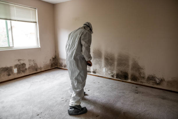Best Mold Remediation Experts  in Rossville, KS