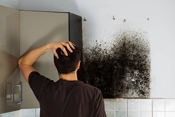 Best Mold Removal Process  in Rossville, KS
