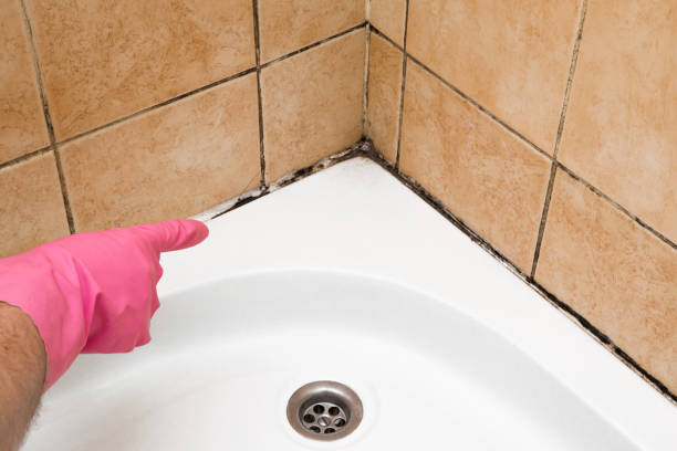 Best Professional Mold Removal  in Rossville, KS