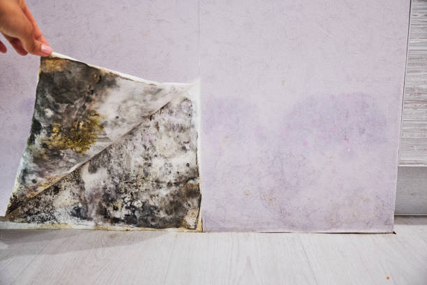 Professional Mold Removal in Rossville, KS